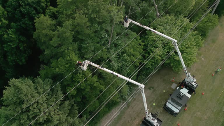 How Our Tree Care Process Works  in  Caraway, AR